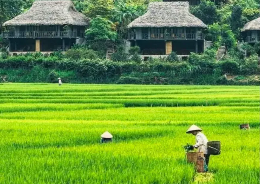 Mai Chau